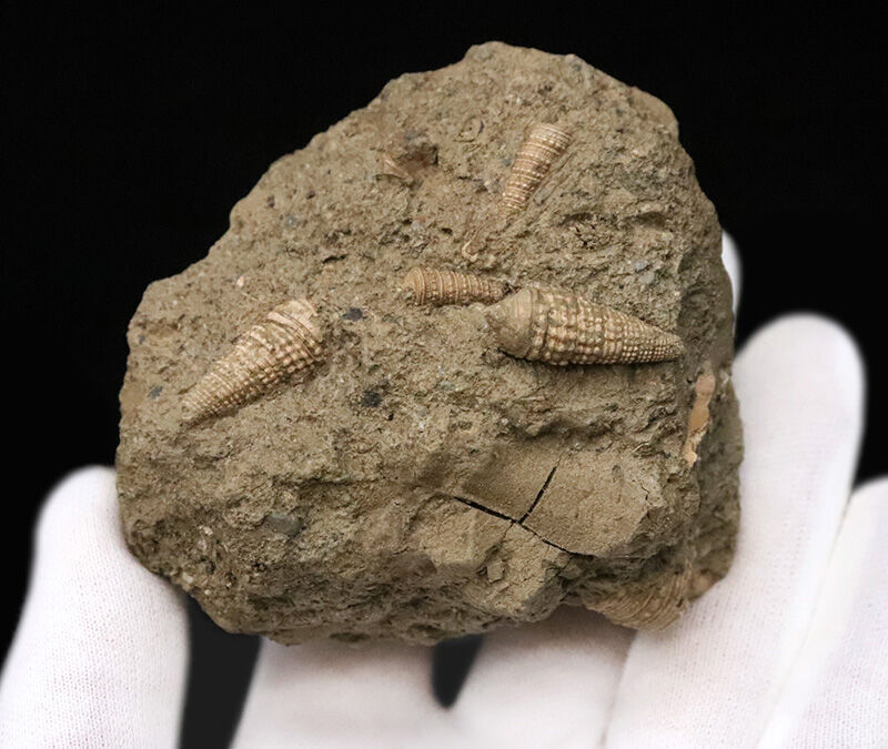 国内マニアックシリーズ！1600万年前の「ドット柄」がそのまま！保存状態良好な富山県産巻貝、ヘナタリ（Pirenella nipponica）の群集化石（その3）