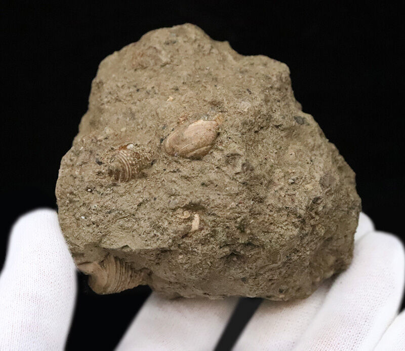 国内マニアックシリーズ！1600万年前の「ドット柄」がそのまま！保存状態良好な富山県産巻貝、ヘナタリ（Pirenella nipponica）の群集化石（その4）
