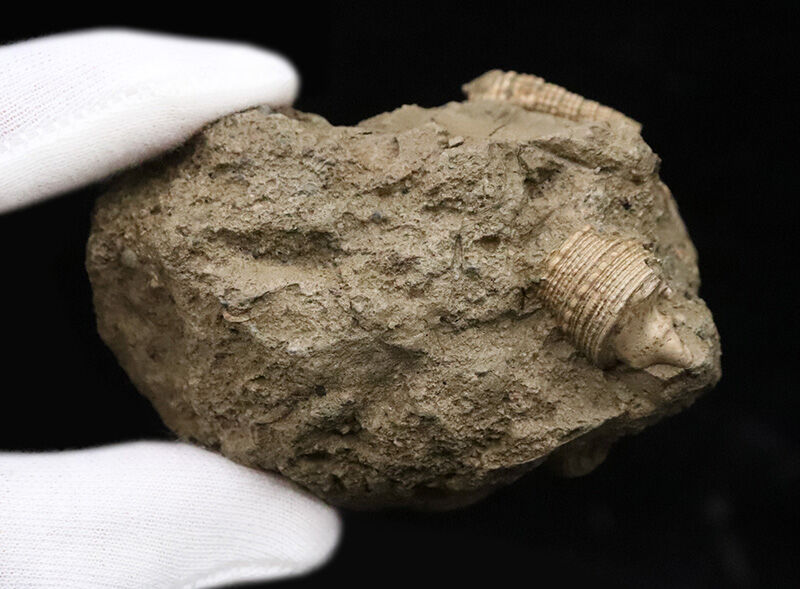 国内マニアックシリーズ！1600万年前の「ドット柄」がそのまま！保存状態良好な富山県産巻貝、ヘナタリ（Pirenella nipponica）の群集化石（その5）