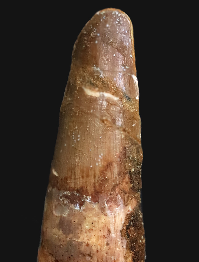 恐竜の歯化石のファーストコレクションにおすすめ……スピノサウルス（Spinosaurus）の歯化石（その3）