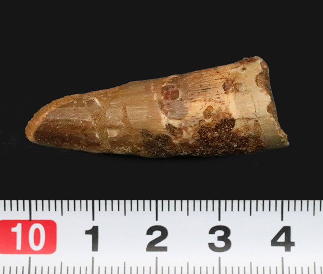 恐竜の歯化石のファーストコレクションにおすすめ……スピノサウルス（Spinosaurus）の歯化石（その7）