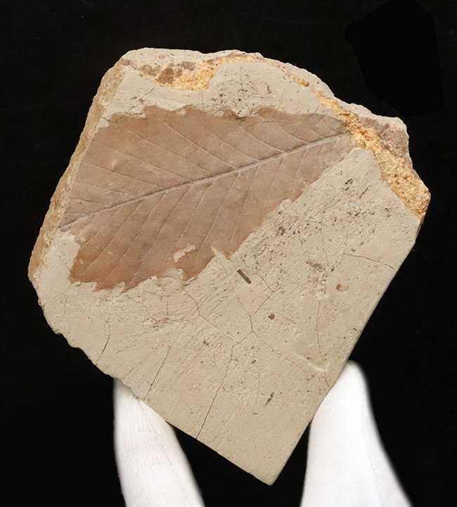 中新世・温暖だった秋田の大地が残した大きな木の葉の化石 … 秋田県湯沢市産（その1）