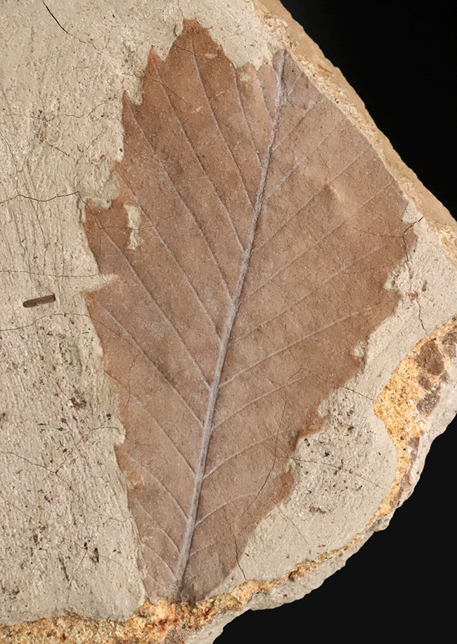 中新世・温暖だった秋田の大地が残した大きな木の葉の化石 … 秋田県湯沢市産（その2）