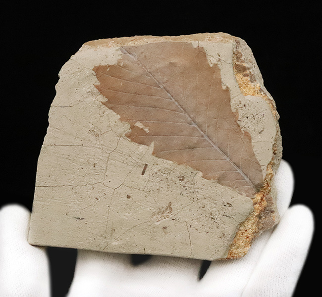 中新世・温暖だった秋田の大地が残した大きな木の葉の化石 … 秋田県湯沢市産（その3）