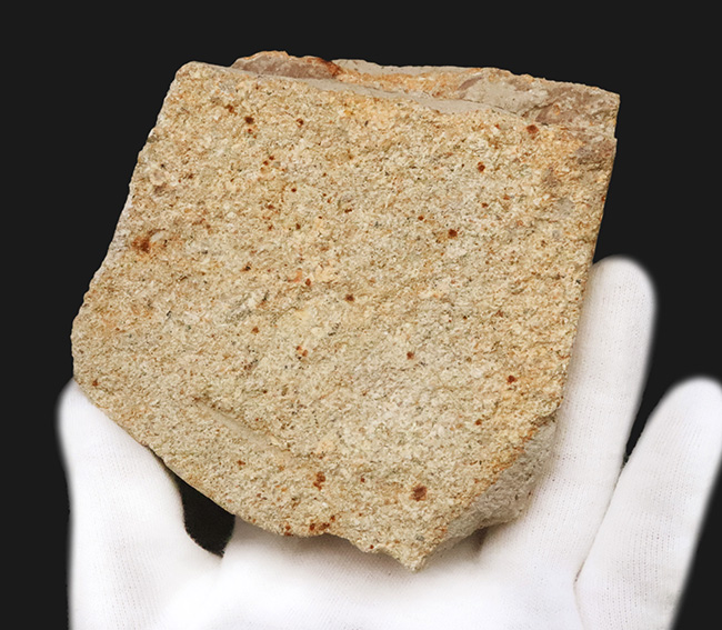 中新世・温暖だった秋田の大地が残した大きな木の葉の化石 … 秋田県湯沢市産（その4）