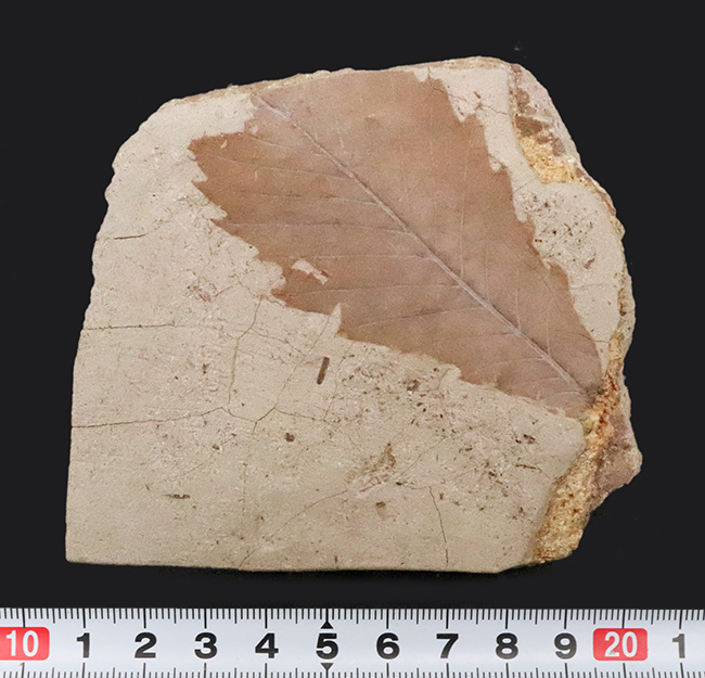 中新世・温暖だった秋田の大地が残した大きな木の葉の化石 … 秋田県湯沢市産（その6）