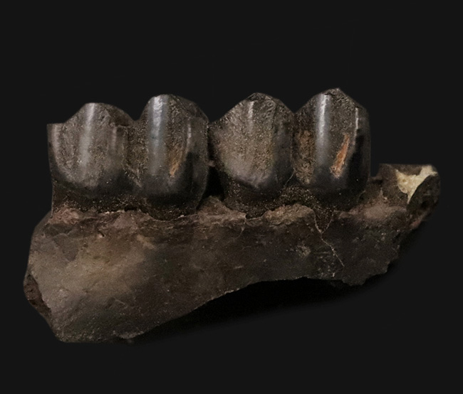 第四紀更新世、米国フロリダ州産の鹿、シカ科の顎骨付き歯化石（その1）