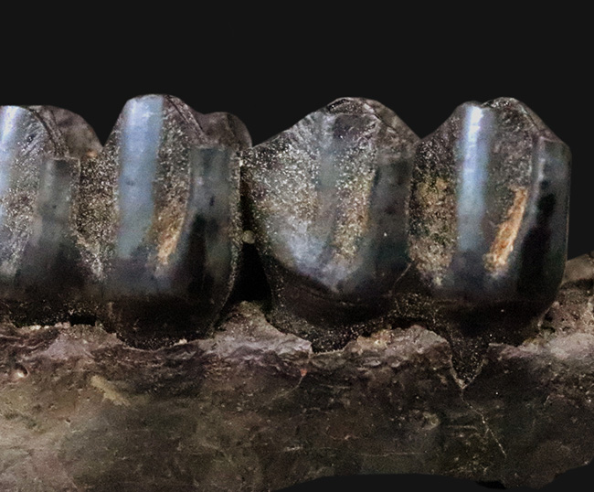 第四紀更新世、米国フロリダ州産の鹿、シカ科の顎骨付き歯化石（その2）