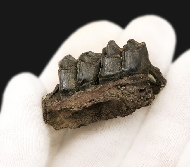 第四紀更新世、米国フロリダ州産の鹿、シカ科の顎骨付き歯化石（その3）