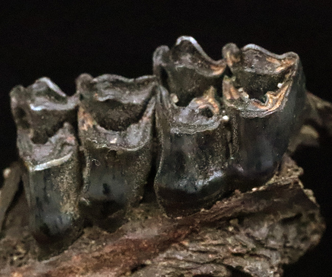 第四紀更新世、米国フロリダ州産の鹿、シカ科の顎骨付き歯化石（その4）