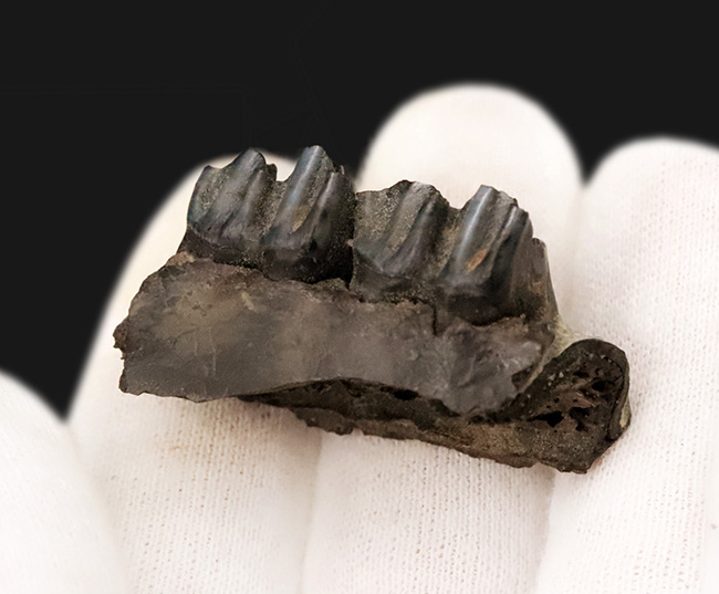 第四紀更新世、米国フロリダ州産の鹿、シカ科の顎骨付き歯化石（その5）