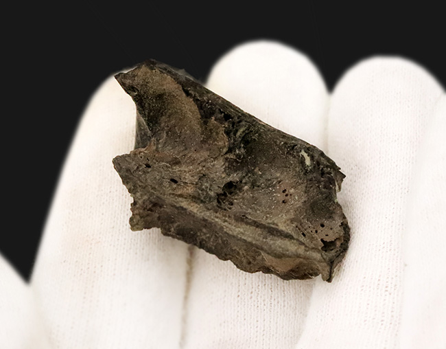 第四紀更新世、米国フロリダ州産の鹿、シカ科の顎骨付き歯化石（その6）