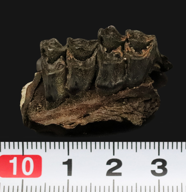 第四紀更新世、米国フロリダ州産の鹿、シカ科の顎骨付き歯化石（その7）