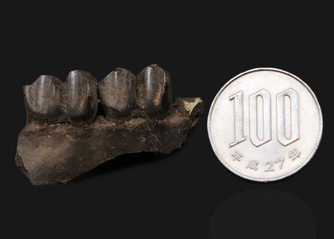 第四紀更新世、米国フロリダ州産の鹿、シカ科の顎骨付き歯化石（その8）