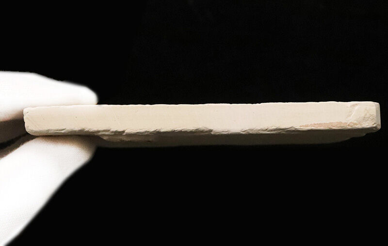 頭部から尾鰭まで美しく遺存された10cmオーバーの良質個体！米国ワイオミング州グリーンリバー層産、古代魚ディプロミスタス（Diplomystus）の全身化石（その7）