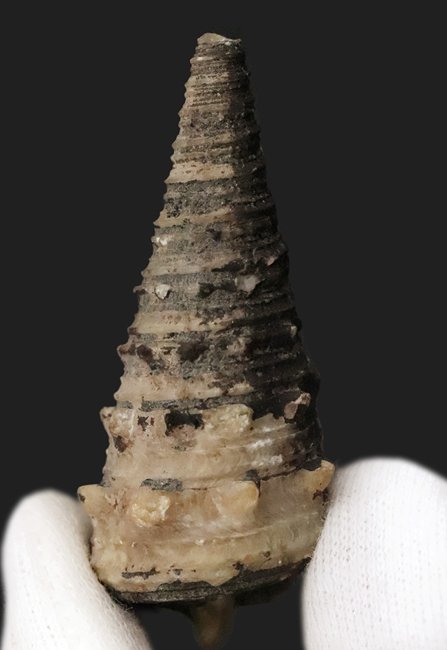 典型的な螺旋模様と突起が特徴的。日本が亜熱帯気候だった約1500万年前に繁栄した、絶滅した巻貝「ビカリア（Vicarya）」の化石（その1）