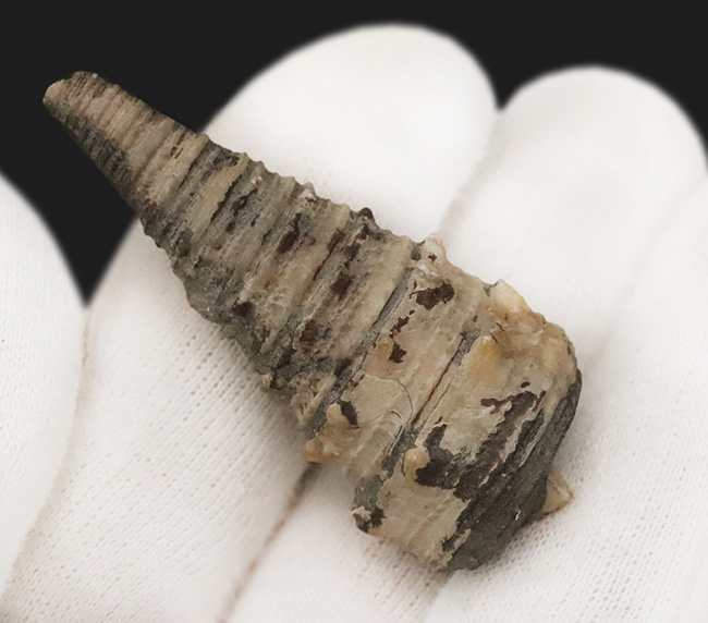 典型的な螺旋模様と突起が特徴的。日本が亜熱帯気候だった約1500万年前に繁栄した、絶滅した巻貝「ビカリア（Vicarya）」の化石（その2）