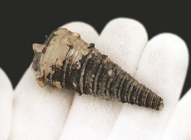 典型的な螺旋模様と突起が特徴的。日本が亜熱帯気候だった約1500万年前に繁栄した、絶滅した巻貝「ビカリア（Vicarya）」の化石（その3）