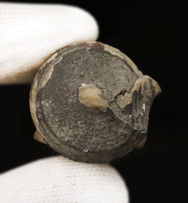 典型的な螺旋模様と突起が特徴的。日本が亜熱帯気候だった約1500万年前に繁栄した、絶滅した巻貝「ビカリア（Vicarya）」の化石（その4）