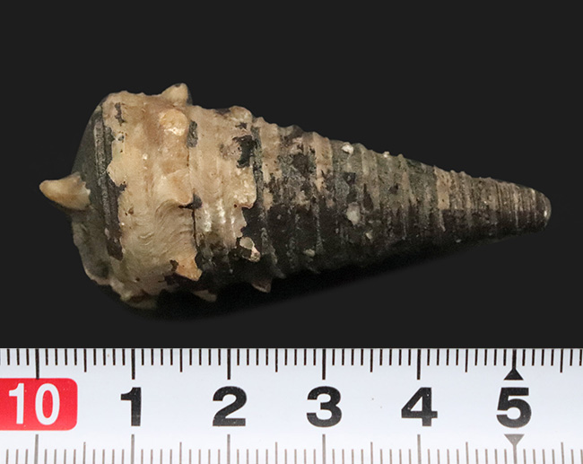 典型的な螺旋模様と突起が特徴的。日本が亜熱帯気候だった約1500万年前に繁栄した、絶滅した巻貝「ビカリア（Vicarya）」の化石（その5）