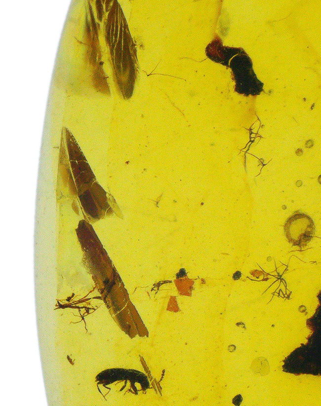 非常に透明度が高く、美しい琥珀!白亜紀のものと思われる虫を内包したバーマイト(Burmite)(その1)