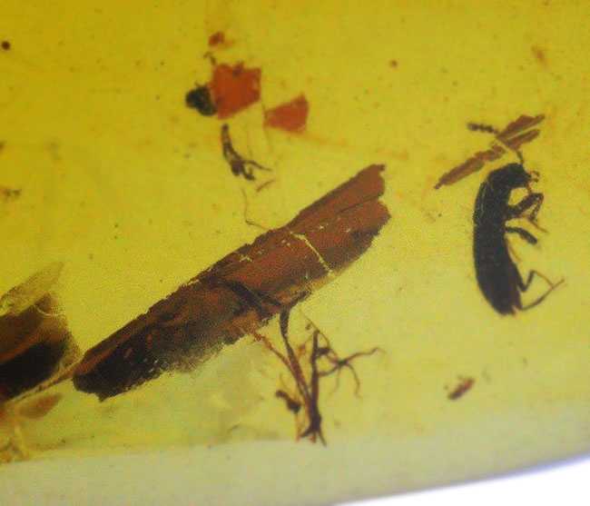非常に透明度が高く、美しい琥珀!白亜紀のものと思われる虫を内包したバーマイト(Burmite)(その2)