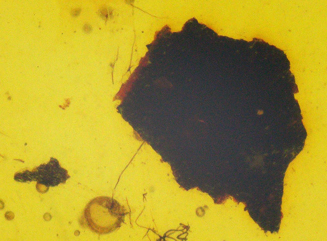 非常に透明度が高く、美しい琥珀！白亜紀のものと思われる虫を内包した