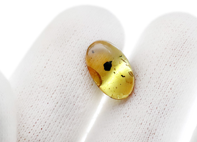 非常に透明度が高く、美しい琥珀！白亜紀のものと思われる虫を内包した