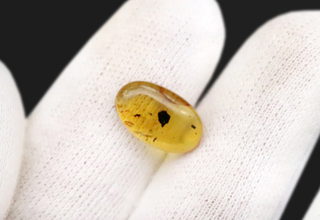 非常に透明度が高く、美しい琥珀！白亜紀のものと思われる虫を内包した