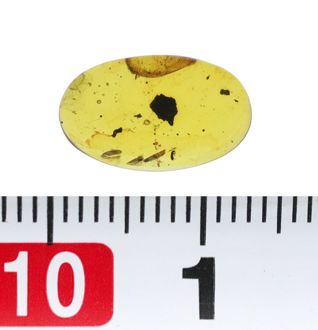 非常に透明度が高く、美しい琥珀！白亜紀のものと思われる虫を内包した