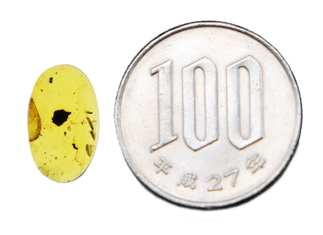 非常に透明度が高く、美しい琥珀！白亜紀のものと思われる虫を内包した