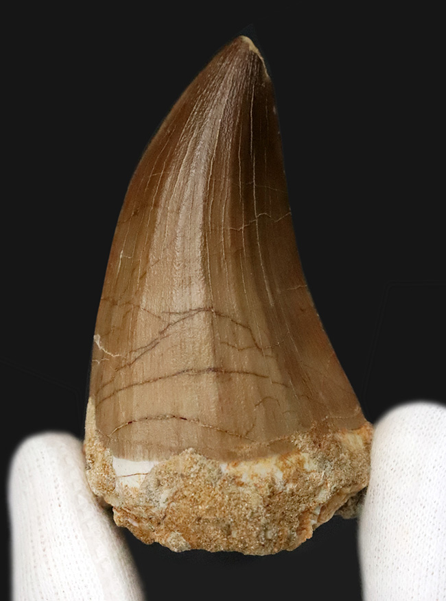 一握りのメガボリューム標本！白亜紀後期の海の王者、モササウルス（Mosasaurus）の長大・極太の歯化石です。（その1）