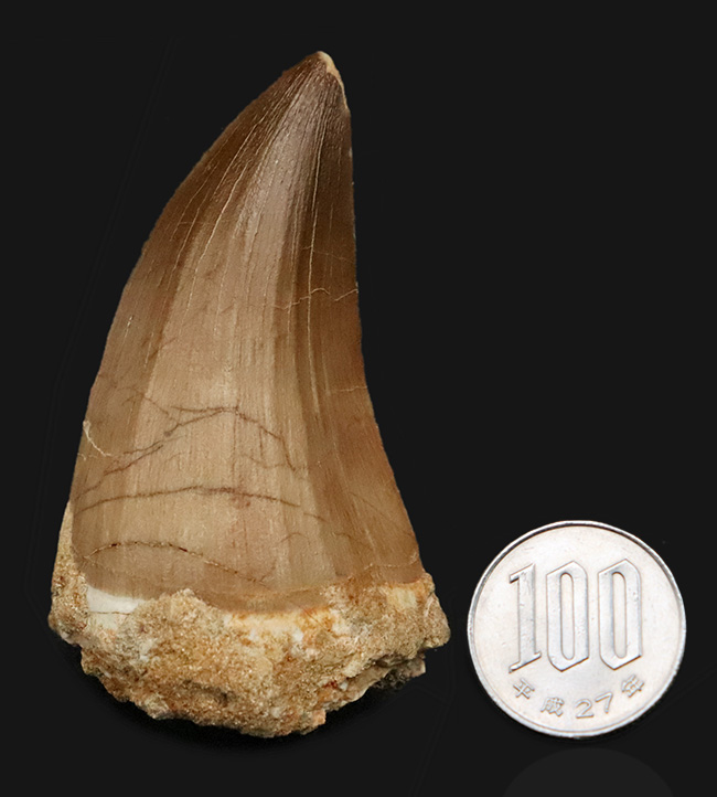一握りのメガボリューム標本！白亜紀後期の海の王者、モササウルス（Mosasaurus）の長大・極太の歯化石です。（その11）