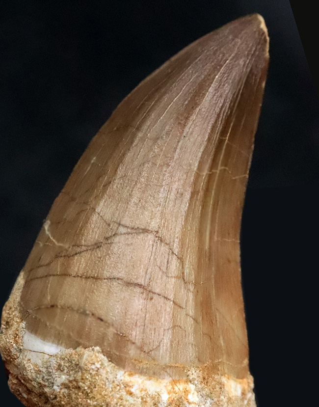 一握りのメガボリューム標本！白亜紀後期の海の王者、モササウルス（Mosasaurus）の長大・極太の歯化石です。（その2）