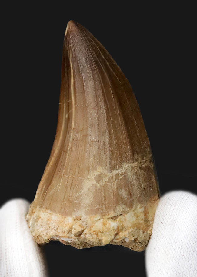 一握りのメガボリューム標本！白亜紀後期の海の王者、モササウルス（Mosasaurus）の長大・極太の歯化石です。（その3）