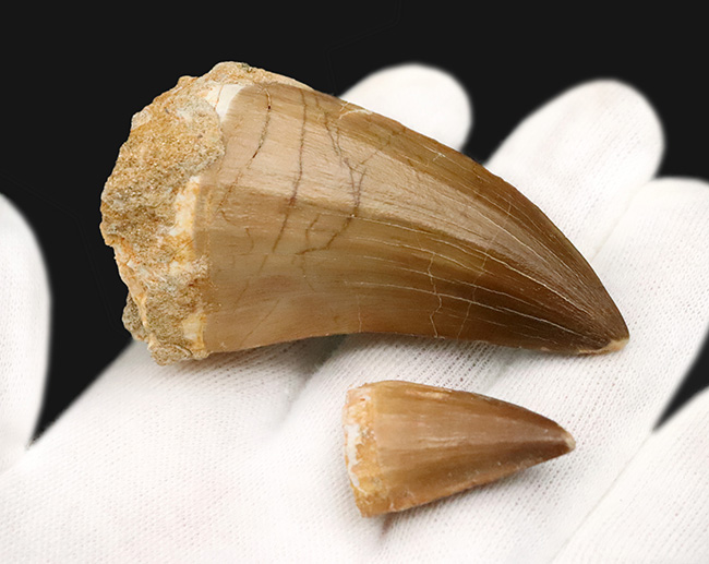 一握りのメガボリューム標本！白亜紀後期の海の王者、モササウルス（Mosasaurus）の長大・極太の歯化石です。（その5）