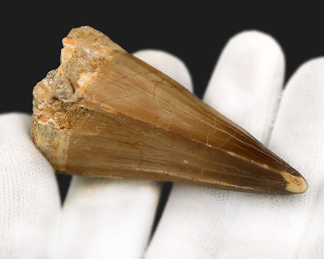 一握りのメガボリューム標本！白亜紀後期の海の王者、モササウルス（Mosasaurus）の長大・極太の歯化石です。（その7）