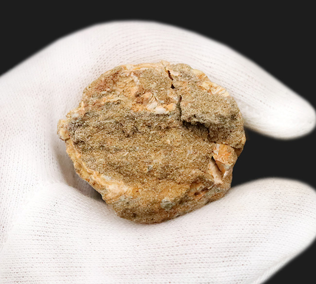 一握りのメガボリューム標本！白亜紀後期の海の王者、モササウルス（Mosasaurus）の長大・極太の歯化石です。（その8）