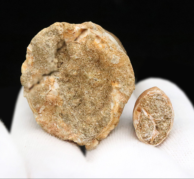 一握りのメガボリューム標本！白亜紀後期の海の王者、モササウルス（Mosasaurus）の長大・極太の歯化石です。（その9）