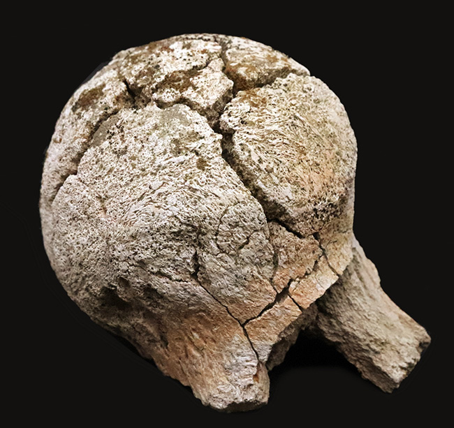 トリケラトプス(Triceratops horridus)の化石コレクター必見!一体につき一つしか存在しない、極めて希少な部位……後頭顆(オキシピタル・コンダイル:occipital condyle)の、非常に上質な化石(その1)