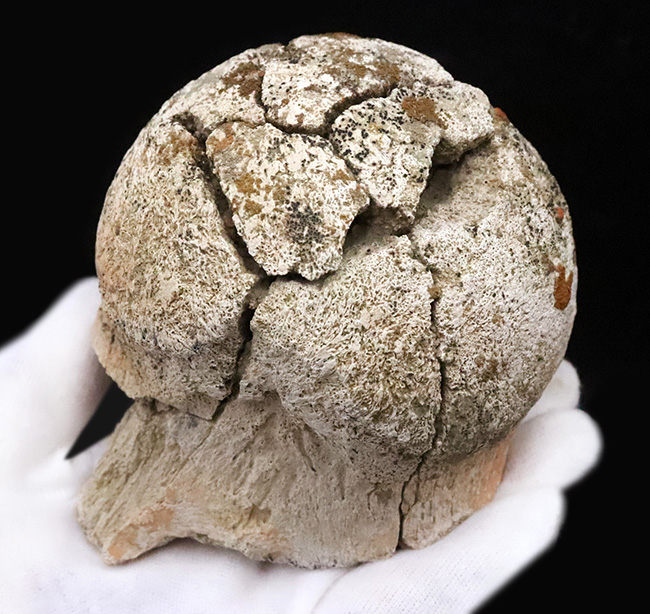 トリケラトプス(Triceratops horridus)の化石コレクター必見!一体につき一つしか存在しない、極めて希少な部位……後頭顆(オキシピタル・コンダイル:occipital condyle)の、非常に上質な化石(その3)