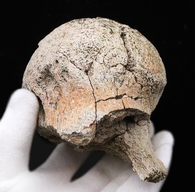 トリケラトプス(Triceratops horridus)の化石コレクター必見!一体につき一つしか存在しない、極めて希少な部位……後頭顆(オキシピタル・コンダイル:occipital condyle)の、非常に上質な化石(その4)
