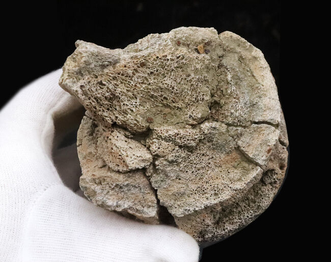 トリケラトプス(Triceratops horridus)の化石コレクター必見!一体につき一つしか存在しない、極めて希少な部位……後頭顆(オキシピタル・コンダイル:occipital condyle)の、非常に上質な化石(その5)