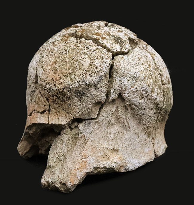 トリケラトプス(Triceratops horridus)の化石コレクター必見!一体につき一つしか存在しない、極めて希少な部位……後頭顆(オキシピタル・コンダイル:occipital condyle)の、非常に上質な化石(その8)
