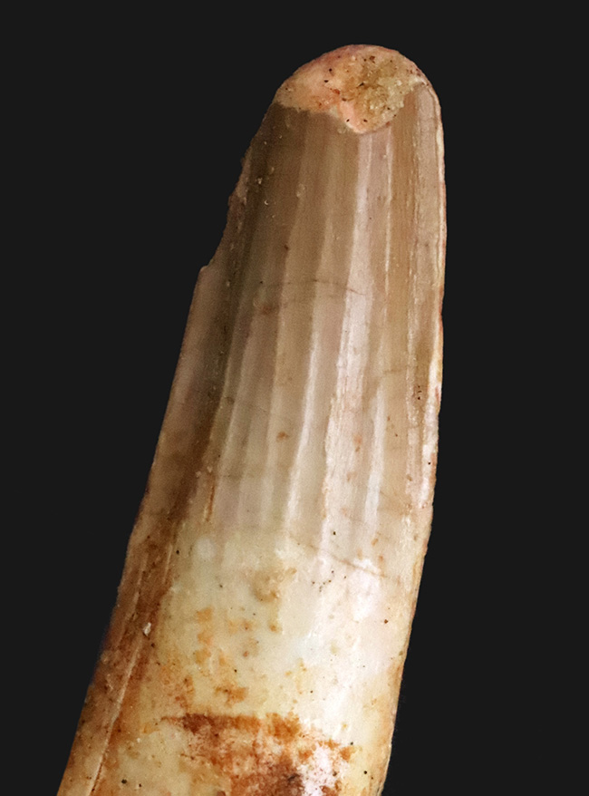 ナチュラルな保存状態が魅力的！表面の凹凸が鮮明に残されたスピノサウルス（Spinosaurus）の歯化石（その1）