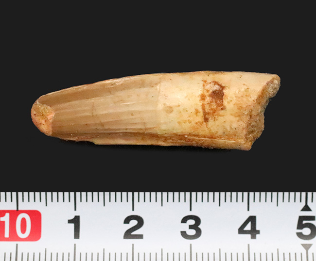 ナチュラルな保存状態が魅力的！表面の凹凸が鮮明に残されたスピノサウルス（Spinosaurus）の歯化石（その6）