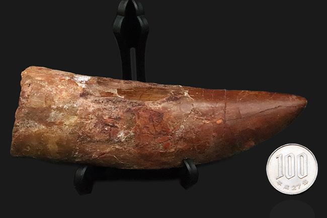 これは間違いなく社史に残る1本！ 歴代トップクラスの巨大歯化石 カルカロドントサウルス（Carcharodontosaurus saharicus）“メガサイズ標本”（その10）