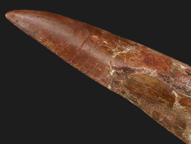 これは間違いなく社史に残る1本！ 歴代トップクラスの巨大歯化石 カルカロドントサウルス（Carcharodontosaurus saharicus）“メガサイズ標本”（その2）