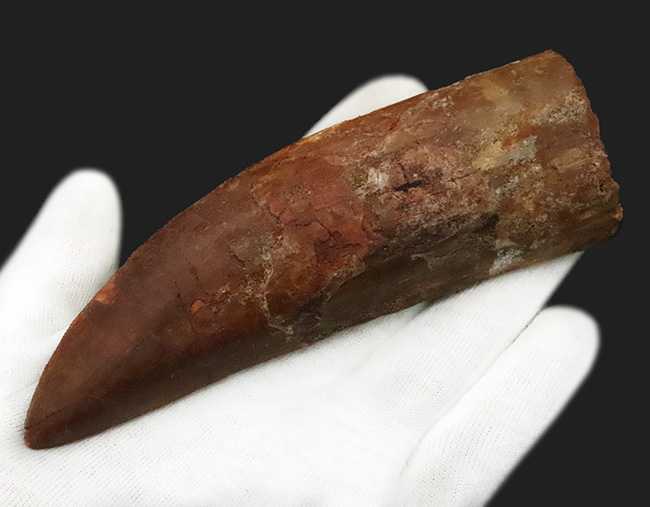 これは間違いなく社史に残る1本！ 歴代トップクラスの巨大歯化石 カルカロドントサウルス（Carcharodontosaurus saharicus）“メガサイズ標本”（その4）