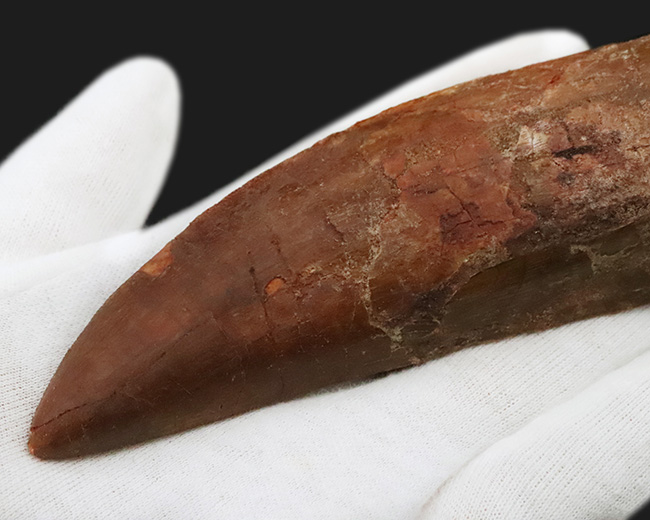 これは間違いなく社史に残る1本！ 歴代トップクラスの巨大歯化石 カルカロドントサウルス（Carcharodontosaurus saharicus）“メガサイズ標本”（その6）